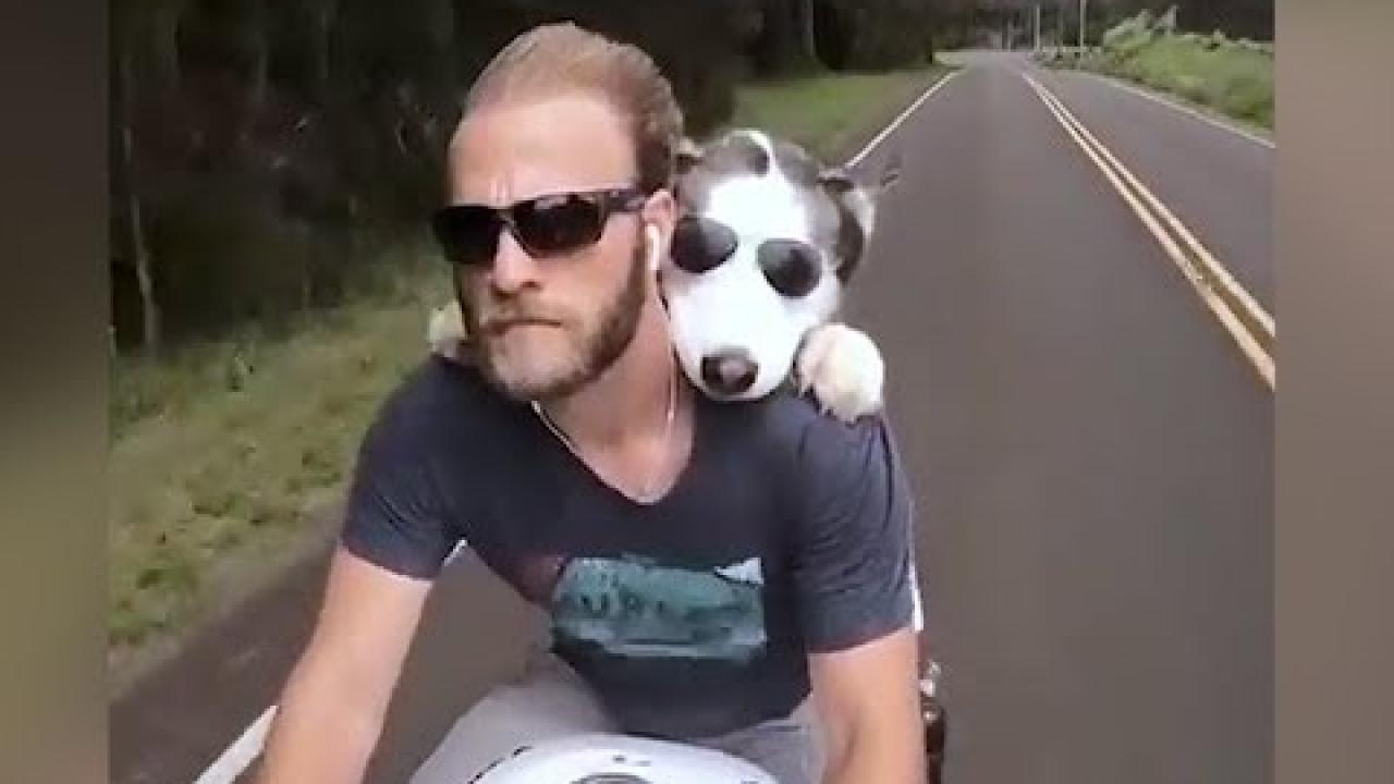 Embedded thumbnail for Coole Videos #316: die Reiter auf dem Sturm ✪ Stern DuTube lustige Tiervideos für einen tollen Spaß