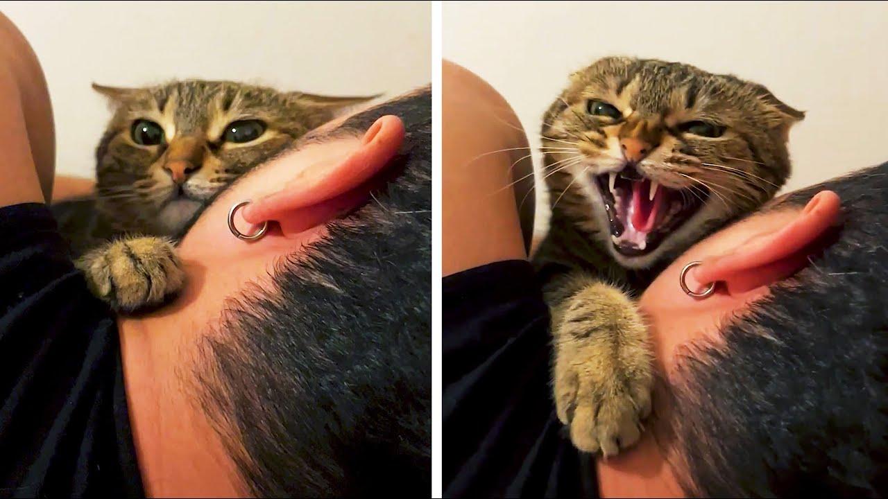 Embedded thumbnail for I migliori video del 2024 (Parte 16) || ✪ Stern DuTube - papere animali