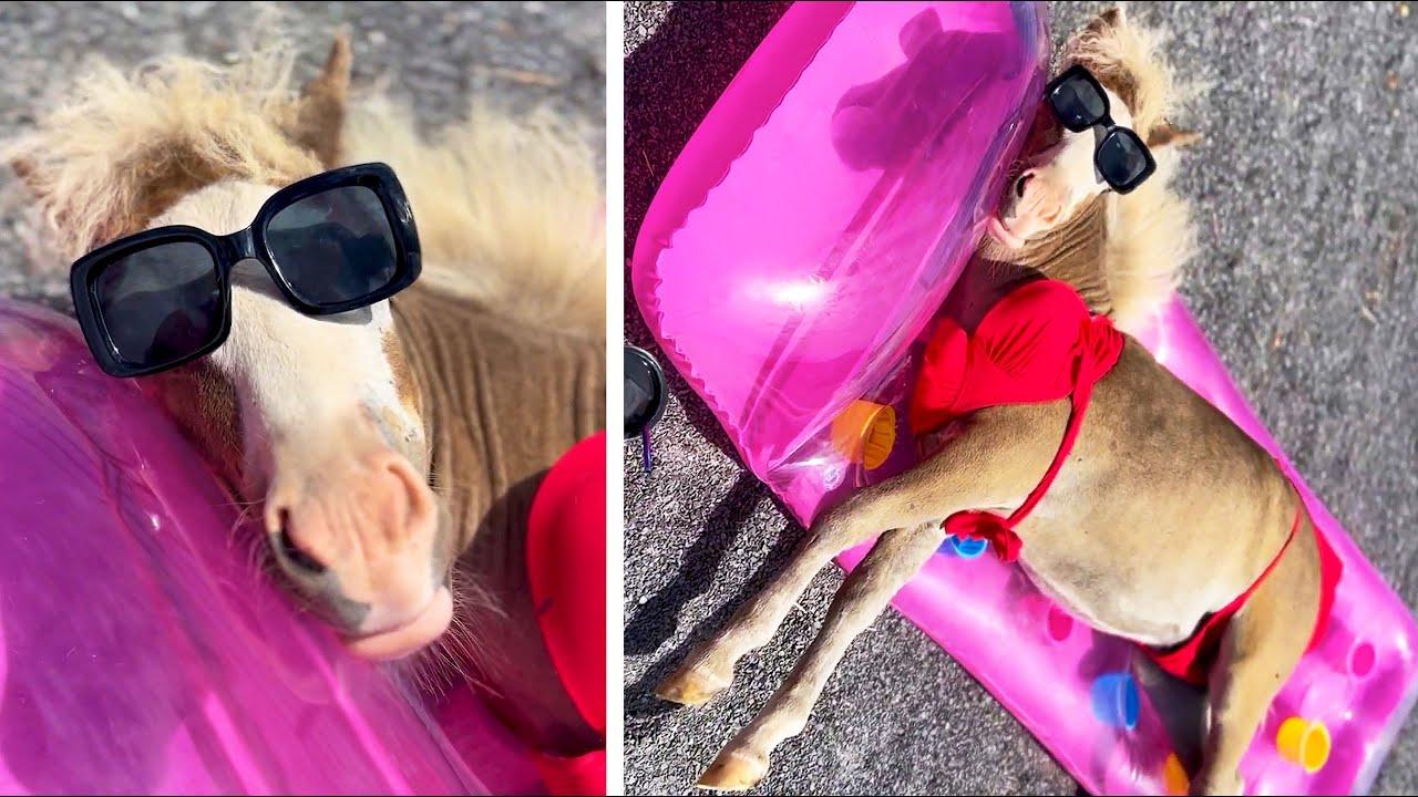 Embedded thumbnail for I migliori video del 2023 (Parte 79) || ✪ Stern DuTube papere animali