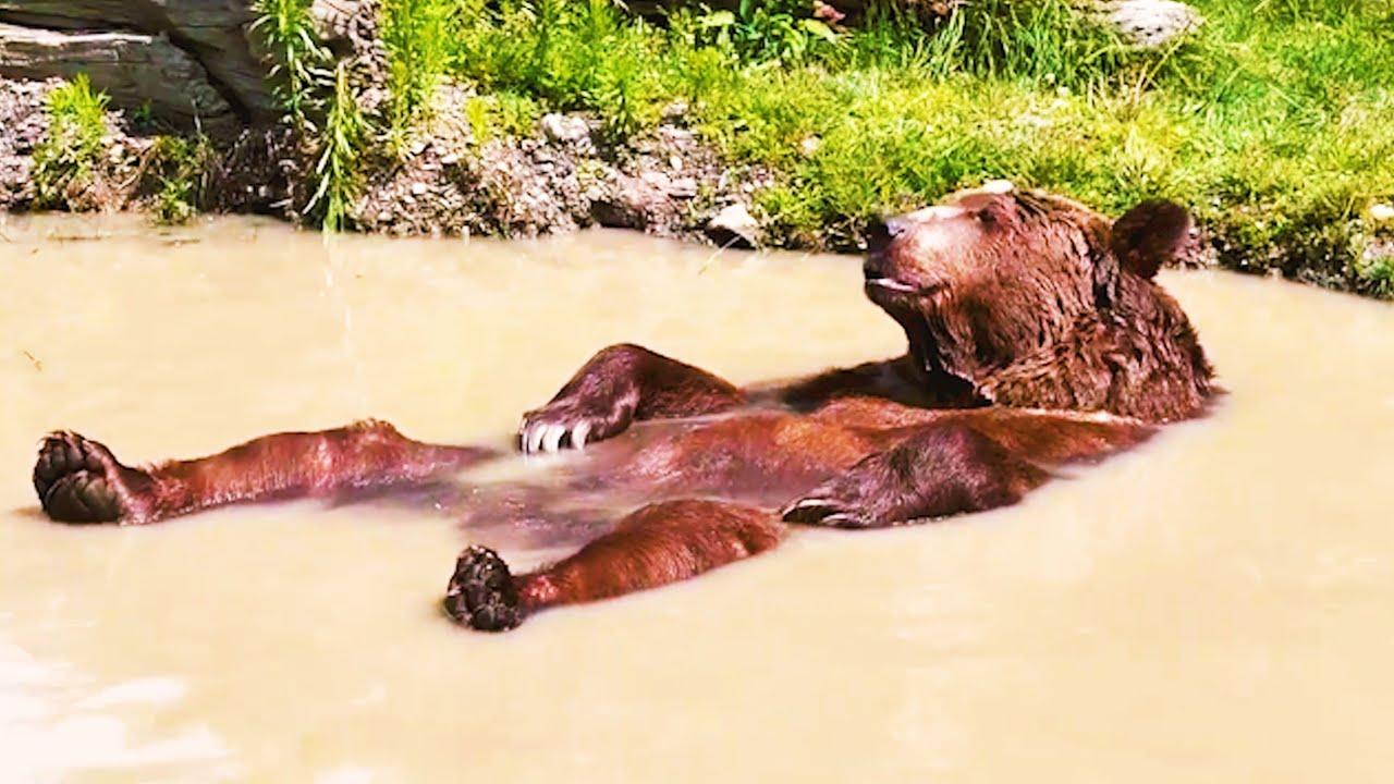 Embedded thumbnail for I migliori video del 2023 (Parte 90) || ✪ Stern DuTube momenti insoliti