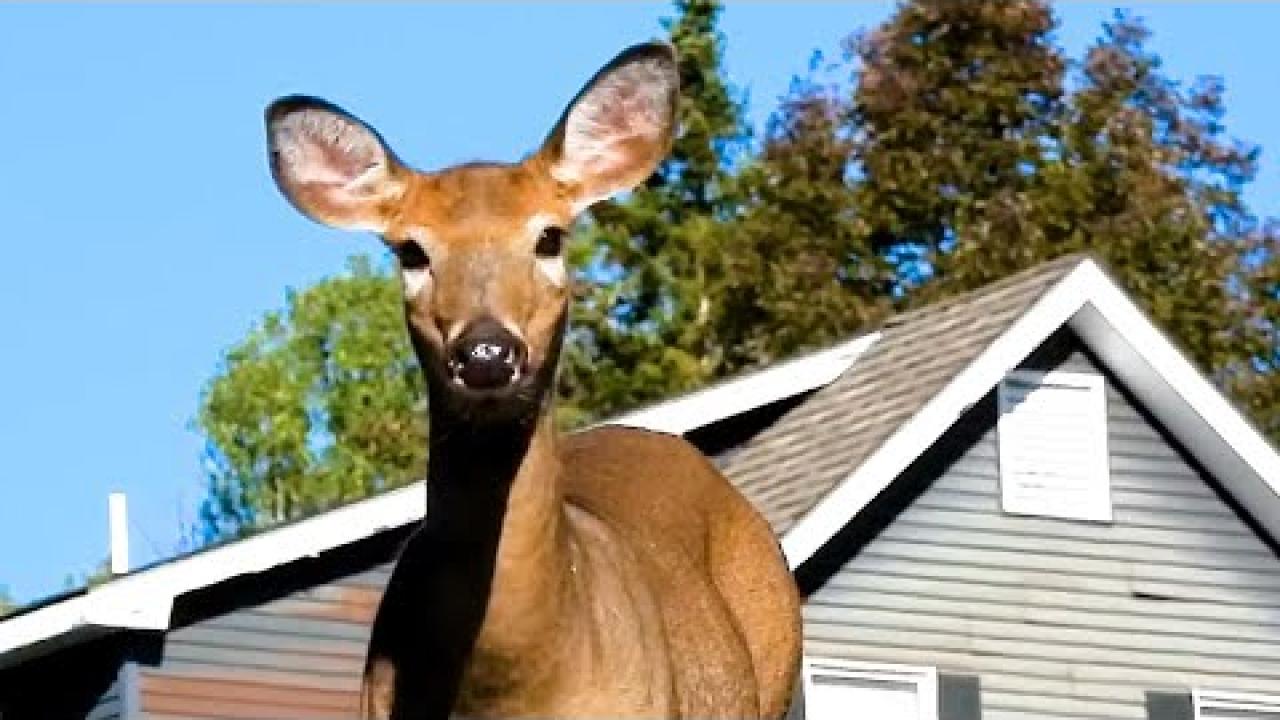 Embedded thumbnail for I migliori video Parte 96 || Stern DuTube con clip virali di gatti da non perdere