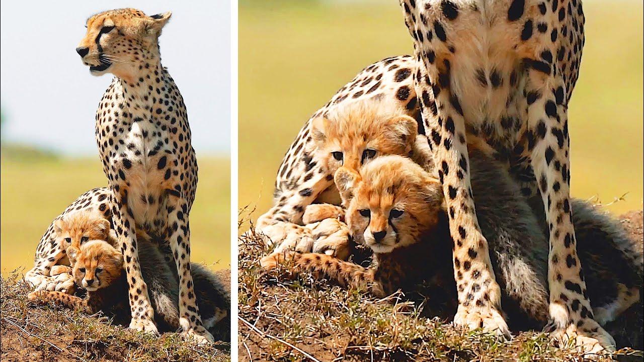 Embedded thumbnail for I migliori video del 2024 (Parte 26) | ✪ Stern DuTube e papere animali