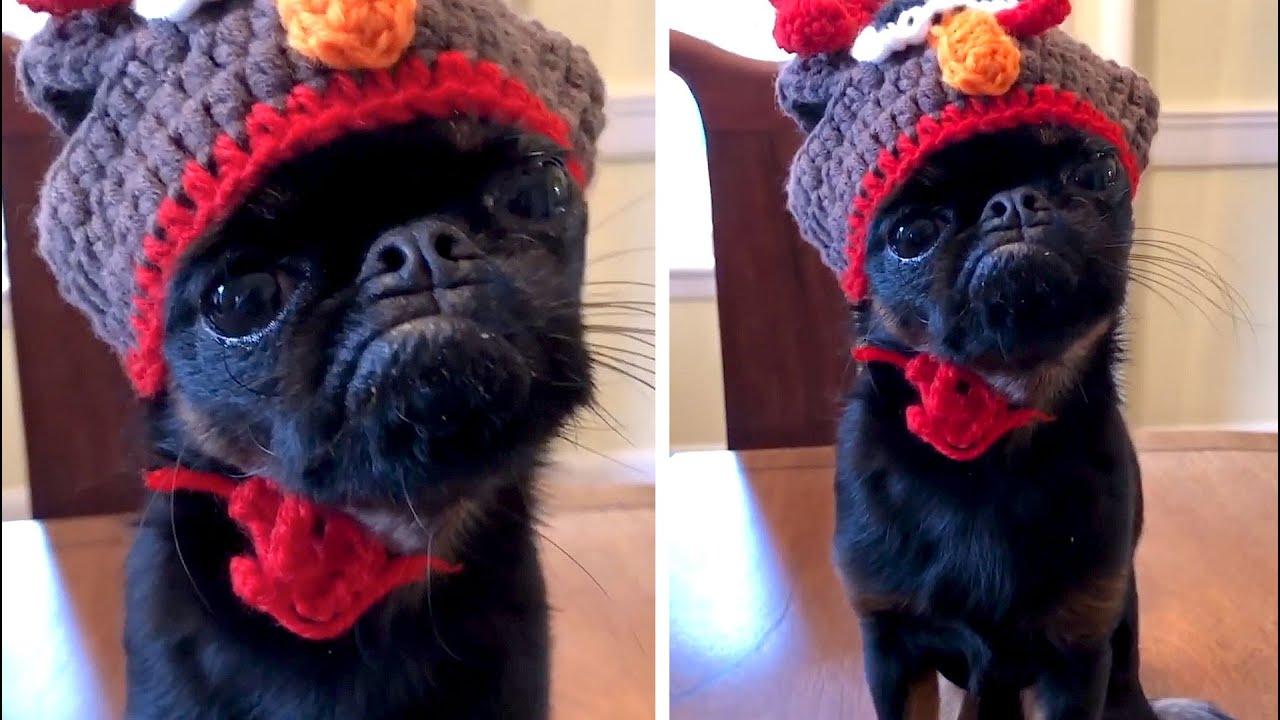 Embedded thumbnail for I migliori video di animali del 2025 (Parte 31) || ✪ Stern DuTube video virali di animali 2025