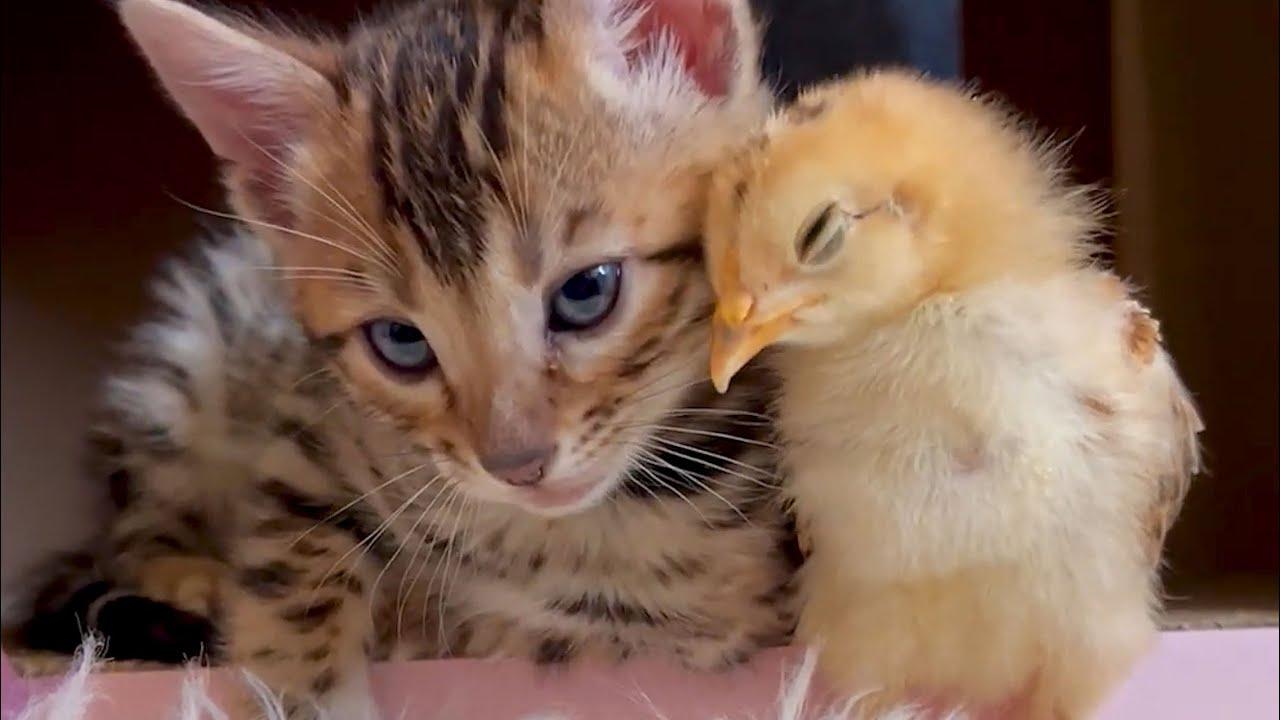 Embedded thumbnail for I migliori video 2022 (Parte 73) || ✪ Stern DuTube momenti insoliti