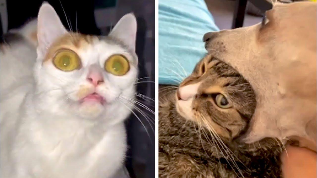 Embedded thumbnail for I migliori video 2022 (Parte 53) | ✪ Stern DuTube con clip virali di gatti