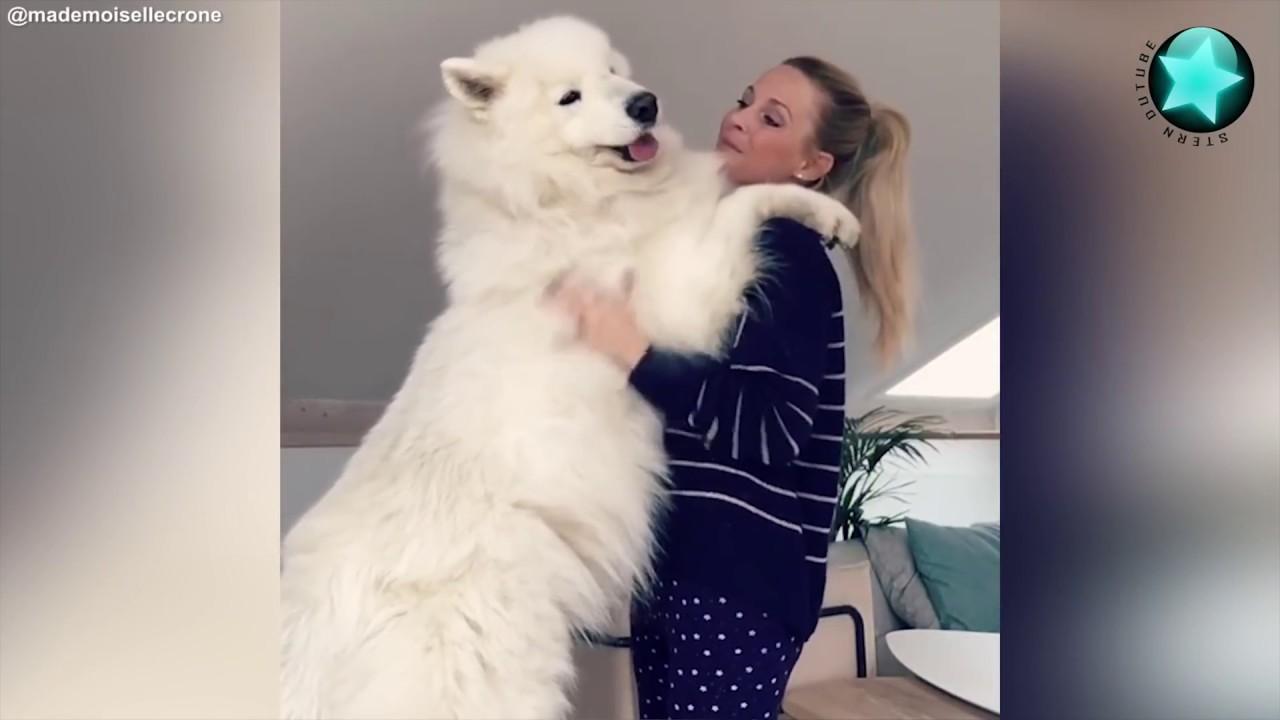 Embedded thumbnail for Coole Videos #329 || ✪ Stern DuTube: I Migliori Video di Cani Divertenti Da Non Perdere