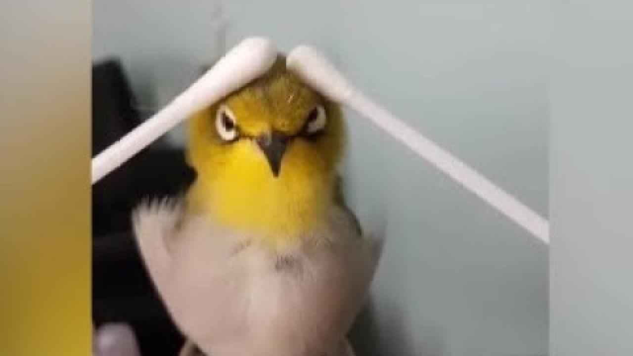 Embedded thumbnail for Stern DuTube episodio 257 video divertenti e virali raccolta migliori clip