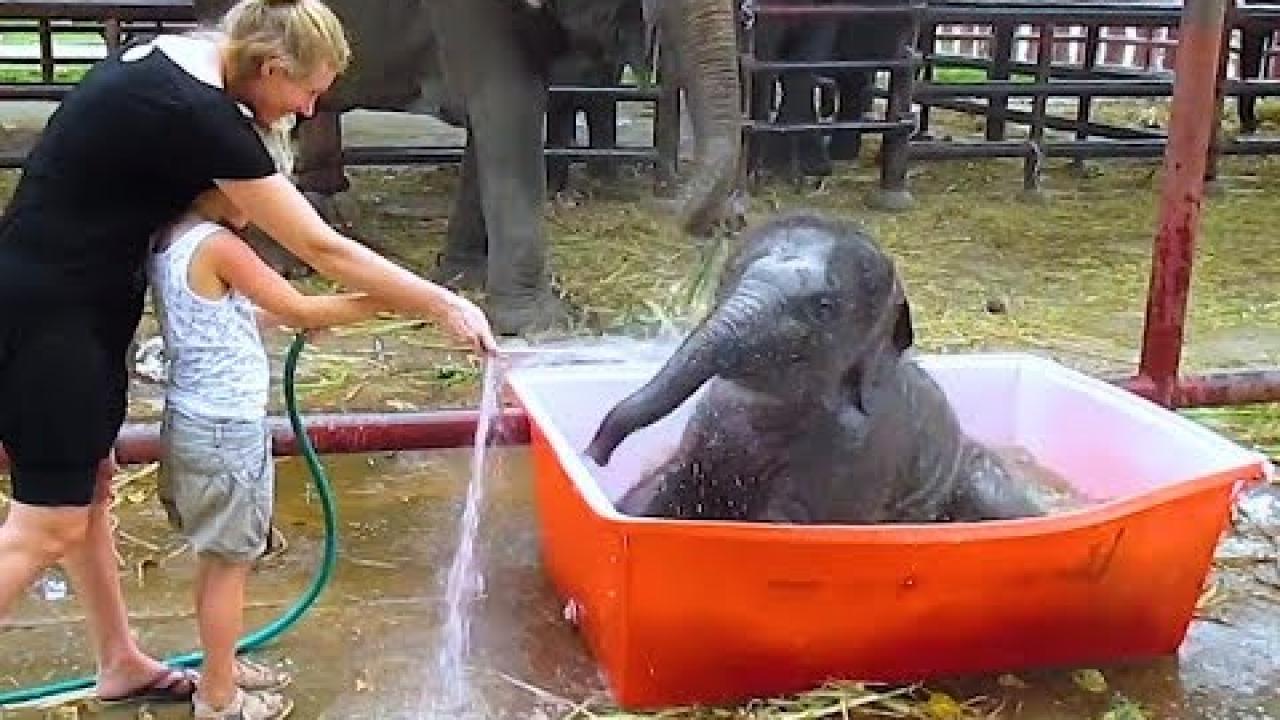 Embedded thumbnail for Tiervideos Süße e Divertenti Parte 39 || ✪ Stern DuTube video di cani