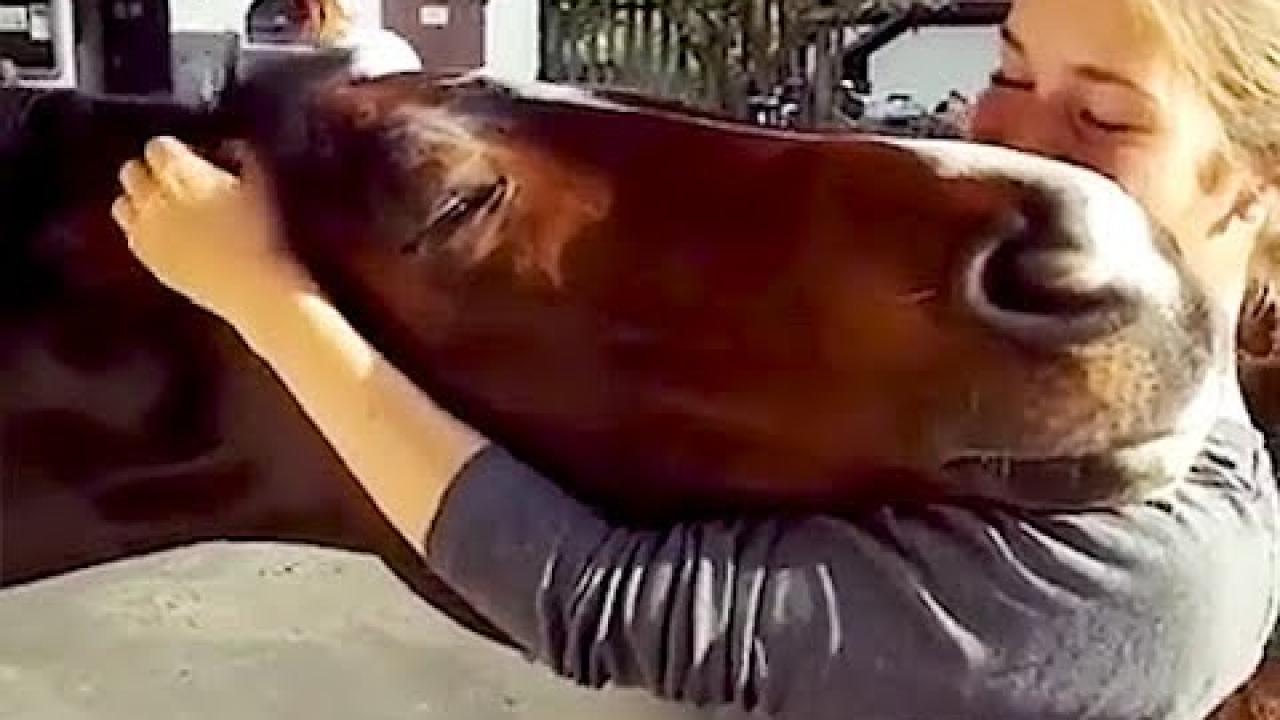 Embedded thumbnail for I migliori video (Parte 11) || ✪ Stern DuTube - momenti di falli di cani divertenti e sorprendenti