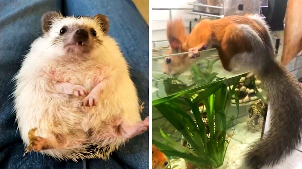 Embedded thumbnail for I migliori video del 2022 Parte 26 || ✪ Stern DuTube momenti insoliti