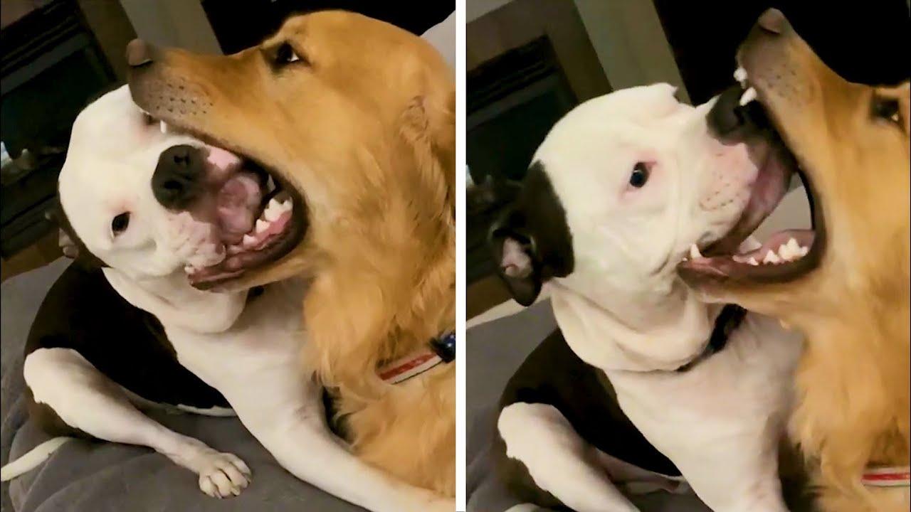 Embedded thumbnail for I migliori video (Parte 107) || ✪ Stern DuTube: trucchi esilaranti di cani