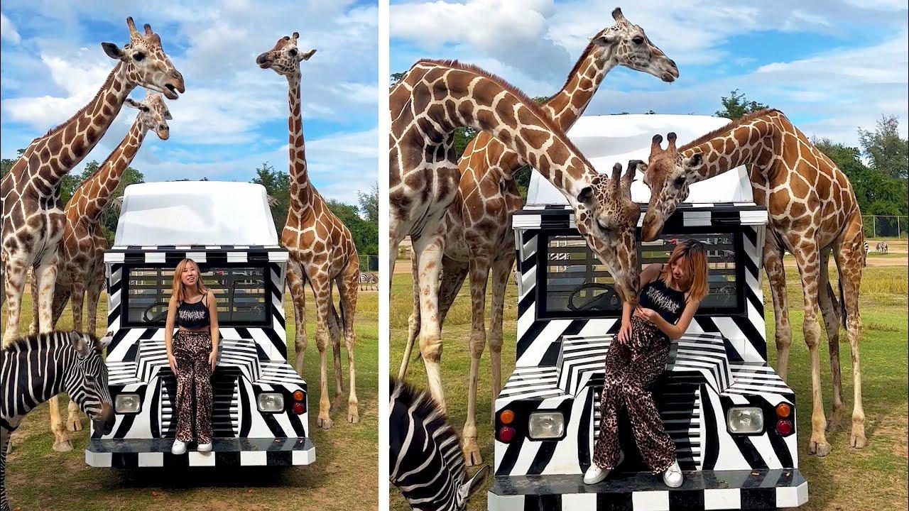 Embedded thumbnail for I migliori video del 2025 || ✪ Stern DuTube e momenti carini di animali