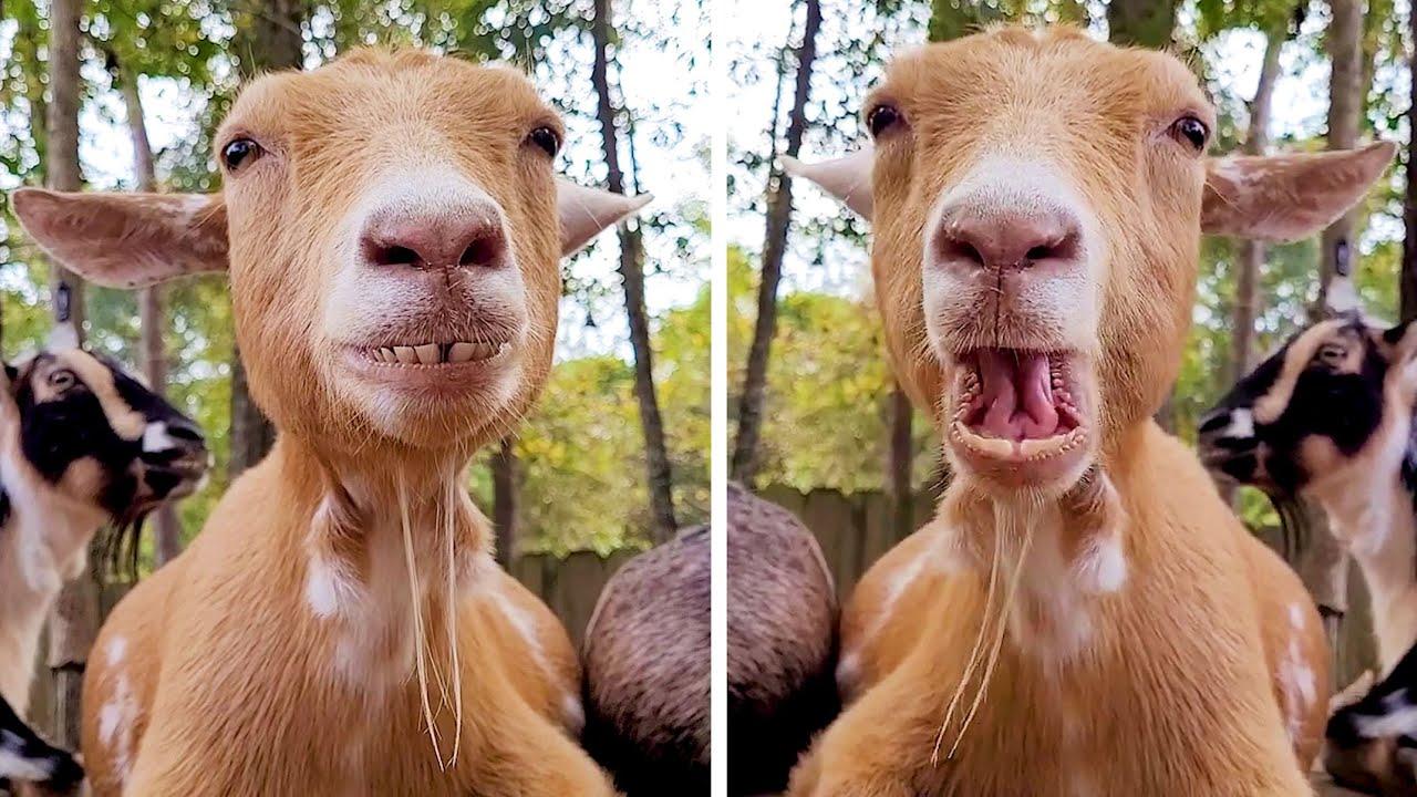 Embedded thumbnail for I migliori video del 2022 (Parte 33) || ✪ Stern DuTube momenti insoliti