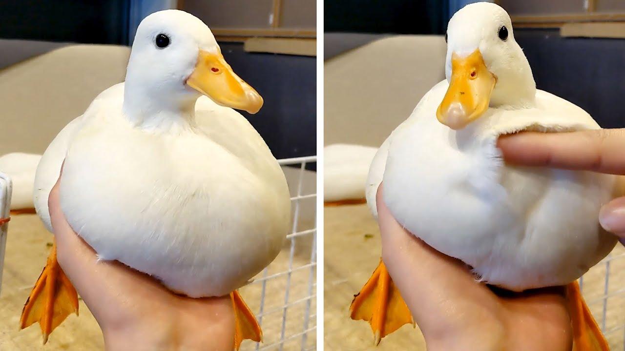 Embedded thumbnail for I migliori video del 2022 (Parte 82) || Clip virali di gatti