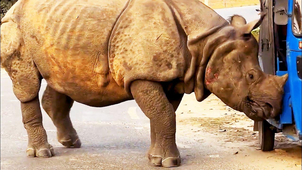 Embedded thumbnail for I migliori video del 2023 (Parte 30) || ✪ Stern DuTube: trucchi esilaranti di cani