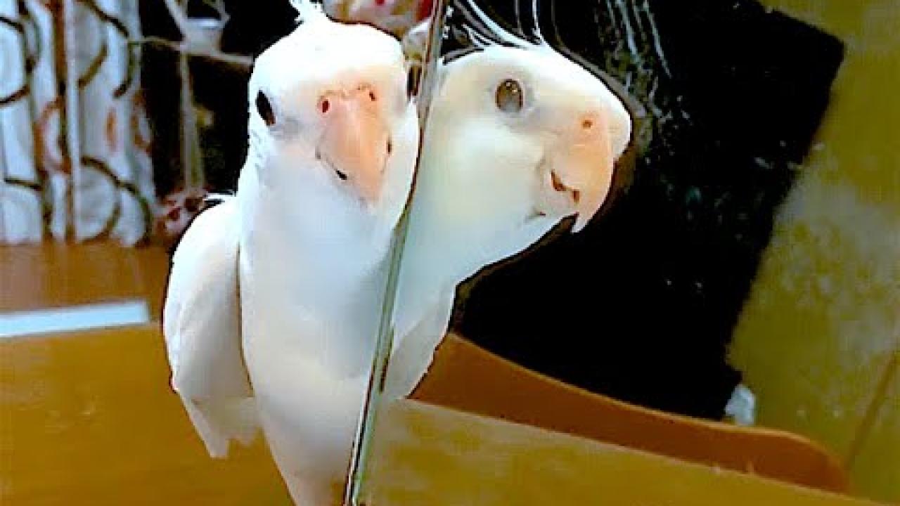 Embedded thumbnail for I migliori video di gatti divertenti (Parte 60) || ✪ Stern DuTube - Divertiti con i felini!