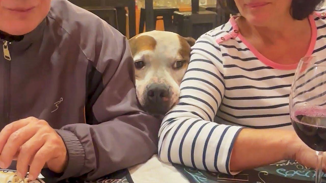 Embedded thumbnail for I 2 migliori video del 2025 su Stern DuTube con errori esilaranti