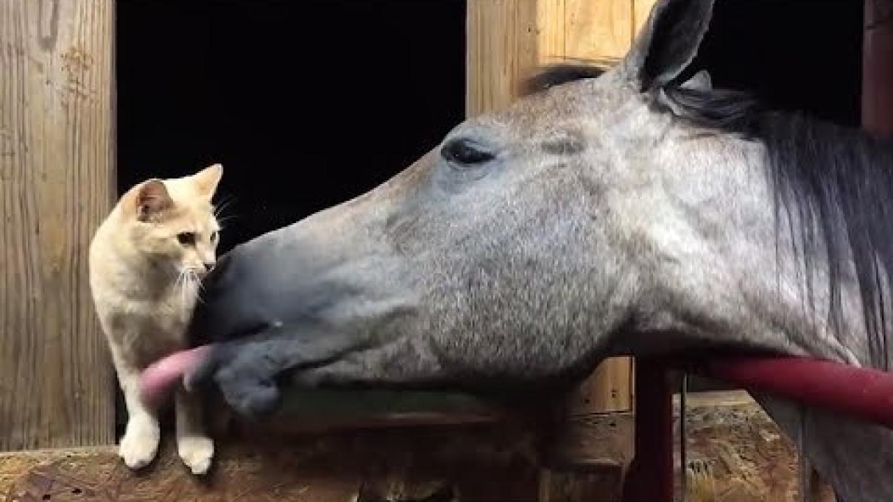 Embedded thumbnail for Coole Videos #311: Un Cavallo e la Sua Gatta in un Amore Incredibile | Umorismo Animale 2025