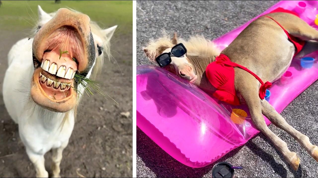 Embedded thumbnail for I Momenti Più Divertenti dei Cavalli Catturati in Video🐎 || ✪ Stern DuTube video virali