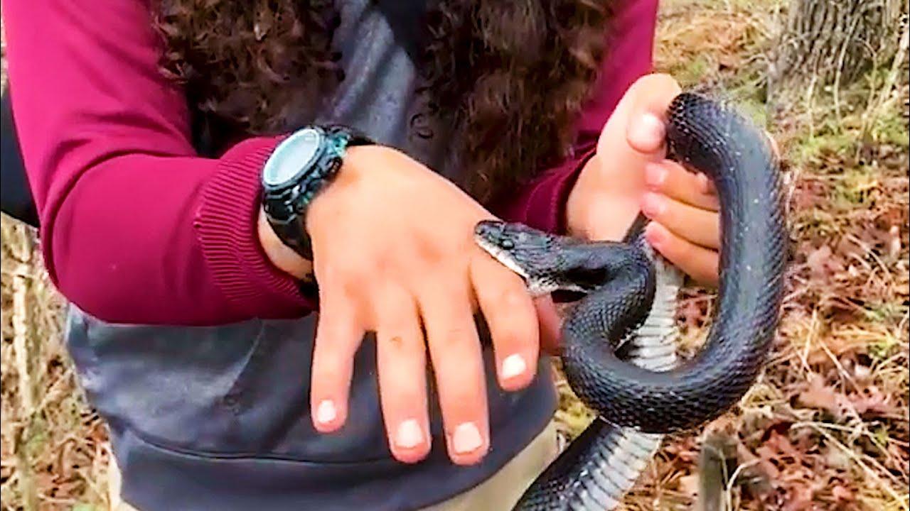 Embedded thumbnail for I migliori video (Parte 57) || ✪ Stern DuTube: video di gatti divertenti