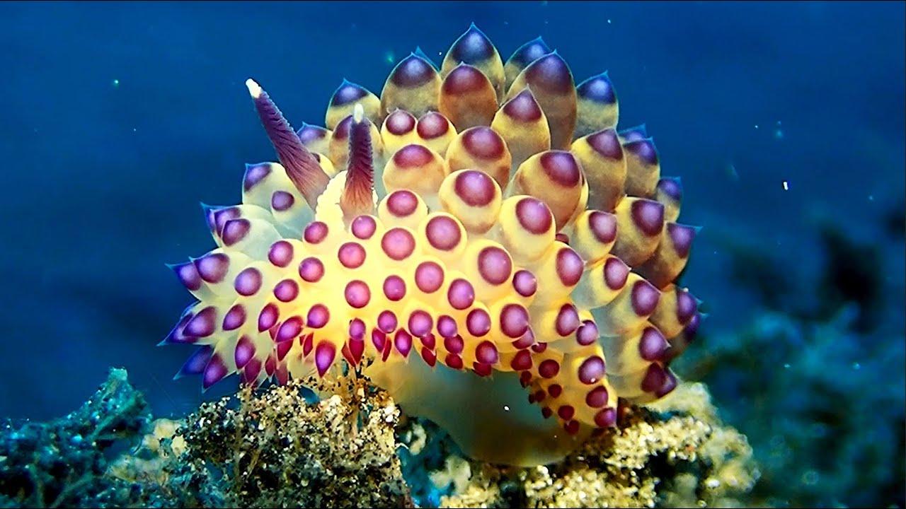 Embedded thumbnail for I migliori video del 2024 (Parte 58) || ✪ Stern DuTube errori esilaranti