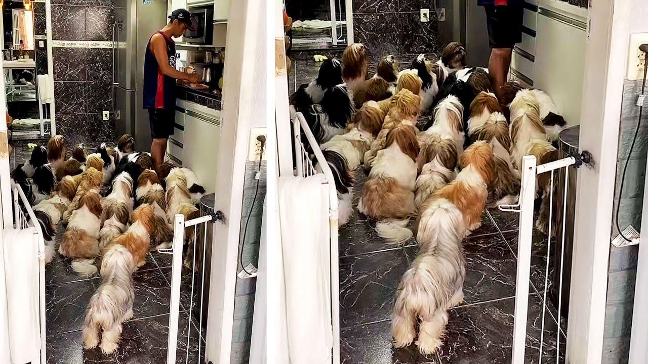 Embedded thumbnail for I migliori video del 2023 (Parte 100) || ✪ Stern DuTube e video virali di animali 2025