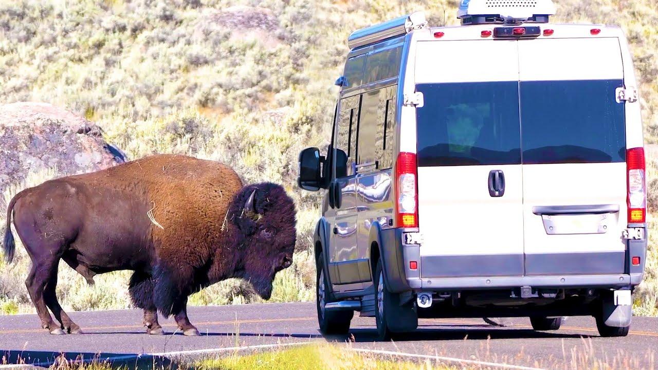 Embedded thumbnail for The Best Videos (Part 119) || ✪ Stern DuTube - 2025 Viral Pet Videos You Need to Watch