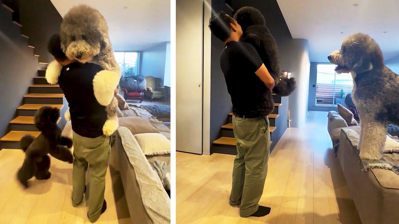 Embedded thumbnail for I migliori video del 2023 (Parte 110) || ✪ Stern DuTube video di cani