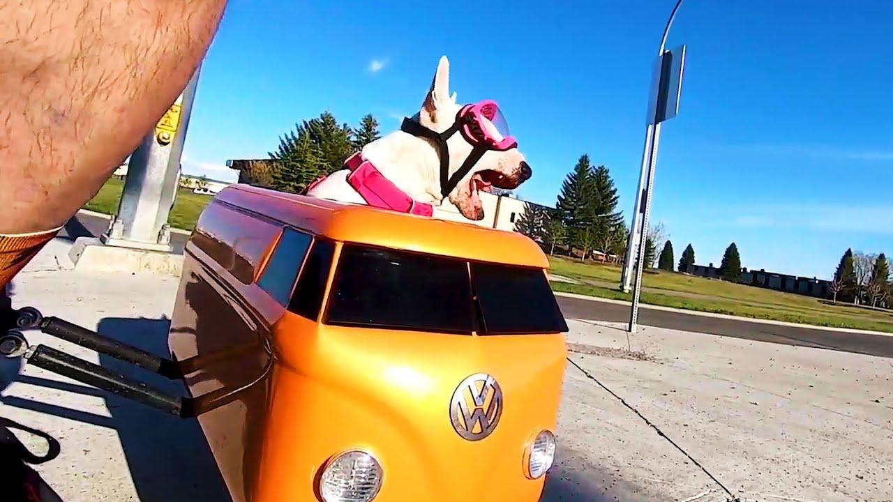 Embedded thumbnail for I migliori video (Parte 55) || ✪ Stern DuTube: momenti esilaranti di cadute di cani