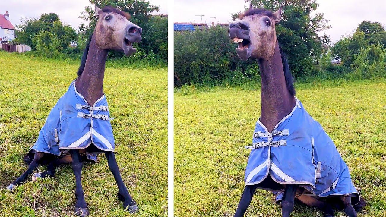 Embedded thumbnail for I migliori video di sempre Die besten Videos aller Zeiten momenti carini di animali