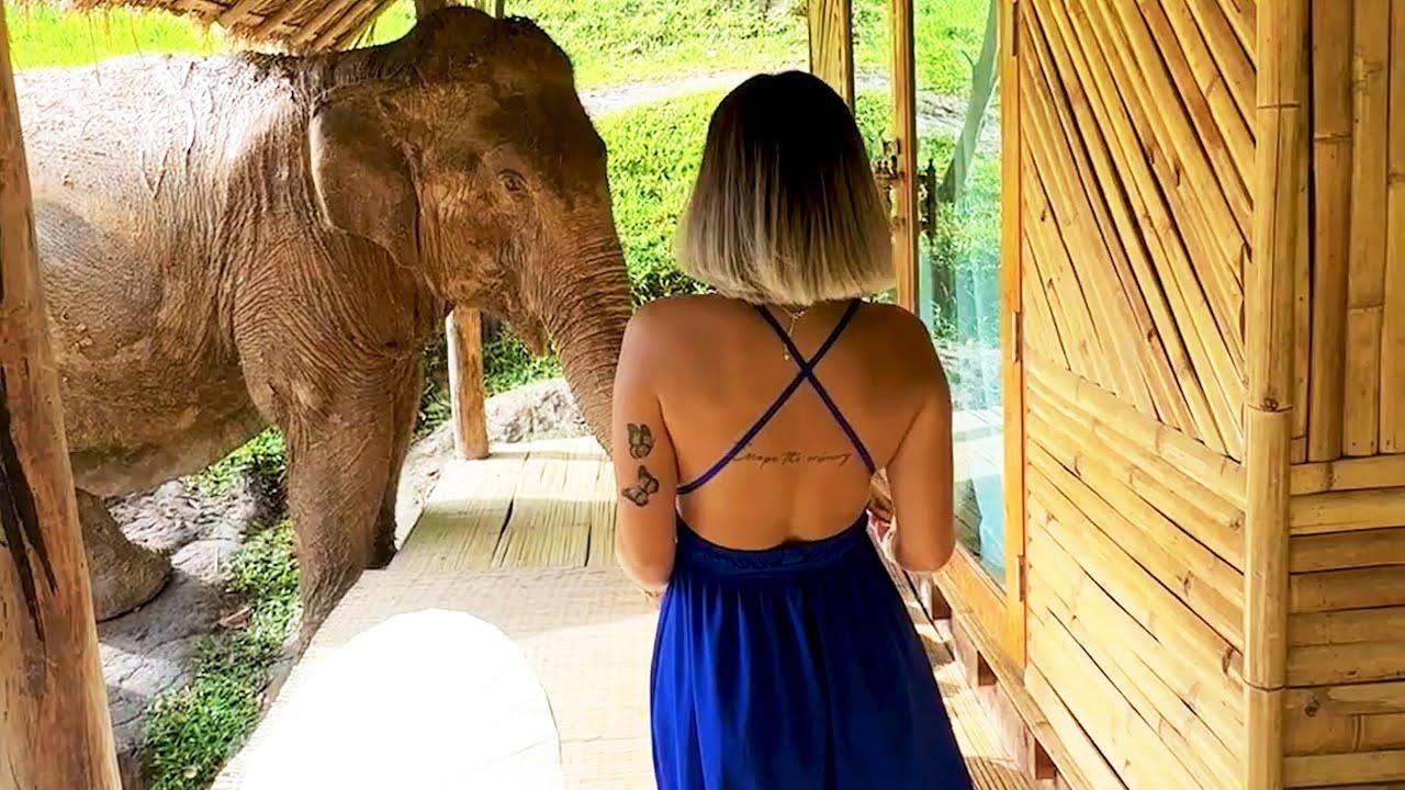 Embedded thumbnail for I migliori video del 2023 (Parte 103) || ✪ Stern DuTube video divertenti di animali