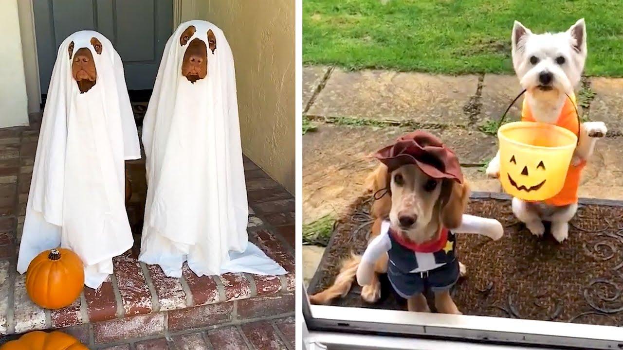 Embedded thumbnail for Die migliori compilation di video divertenti (Parte 106) || ✪ Stern DuTube 🎃 clip virali di gatti