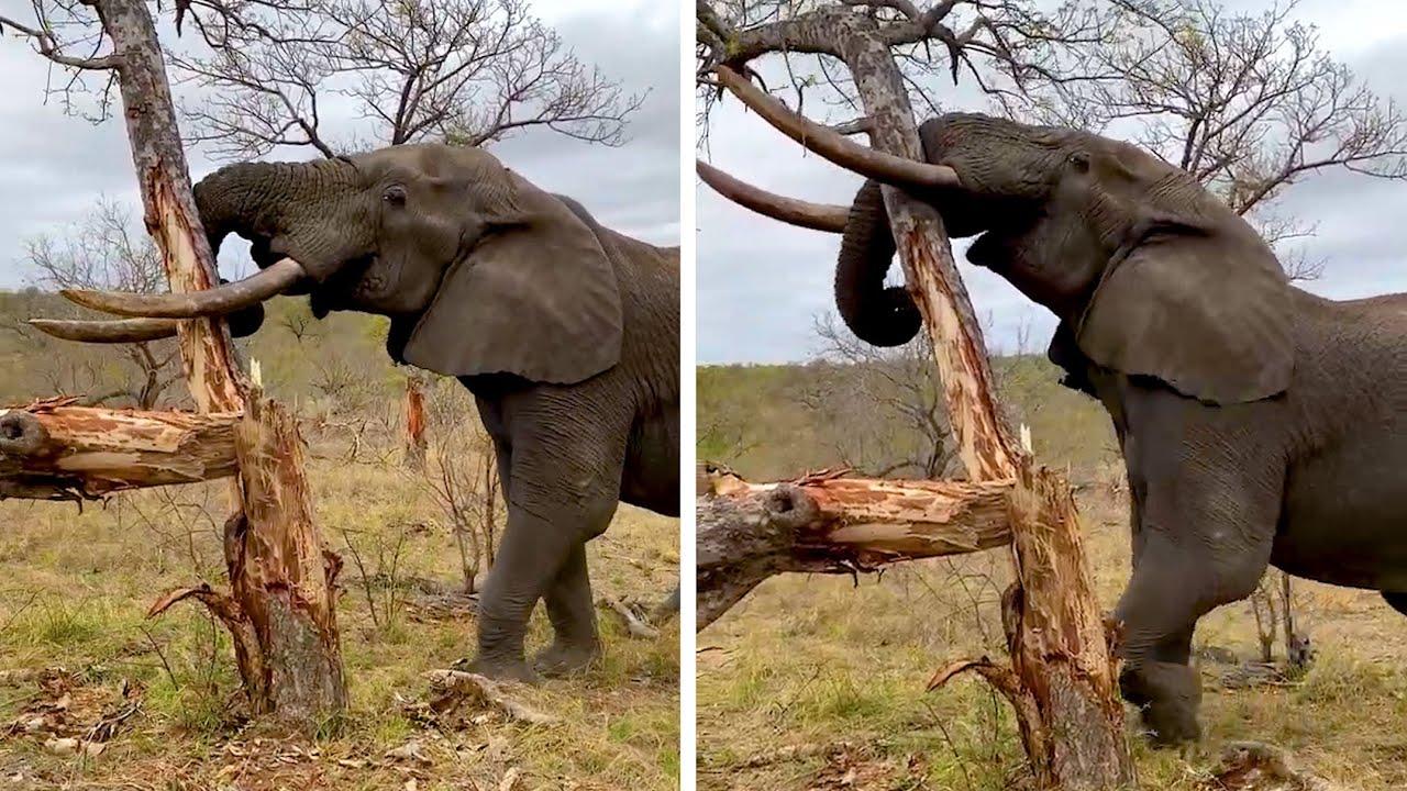 Embedded thumbnail for Die besten Videos 2022 Teil 42 || Stern DuTube lustige Tierblunders entdecken und lachen