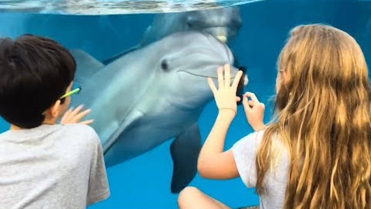 Embedded thumbnail for Coole Videos #338 || Scopri Stern DuTube e i video di cani divertenti e sorprendenti!