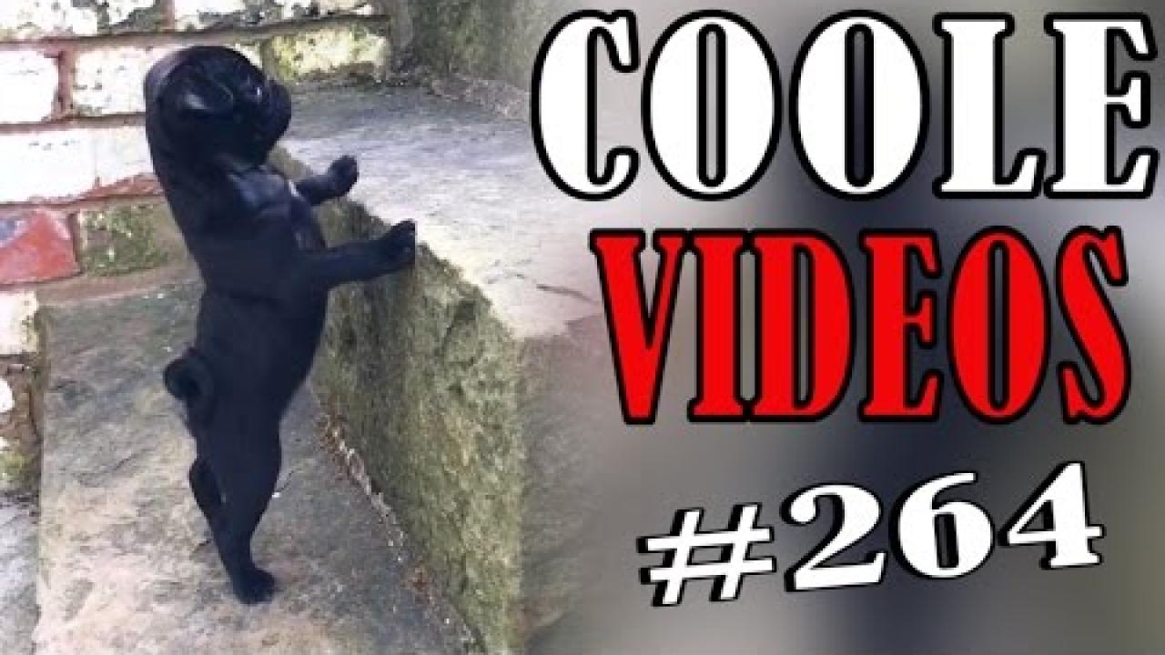 Embedded thumbnail for Cool Videos #264 by Stern DuTube - Best Viral Clip Compilation funny cat videos