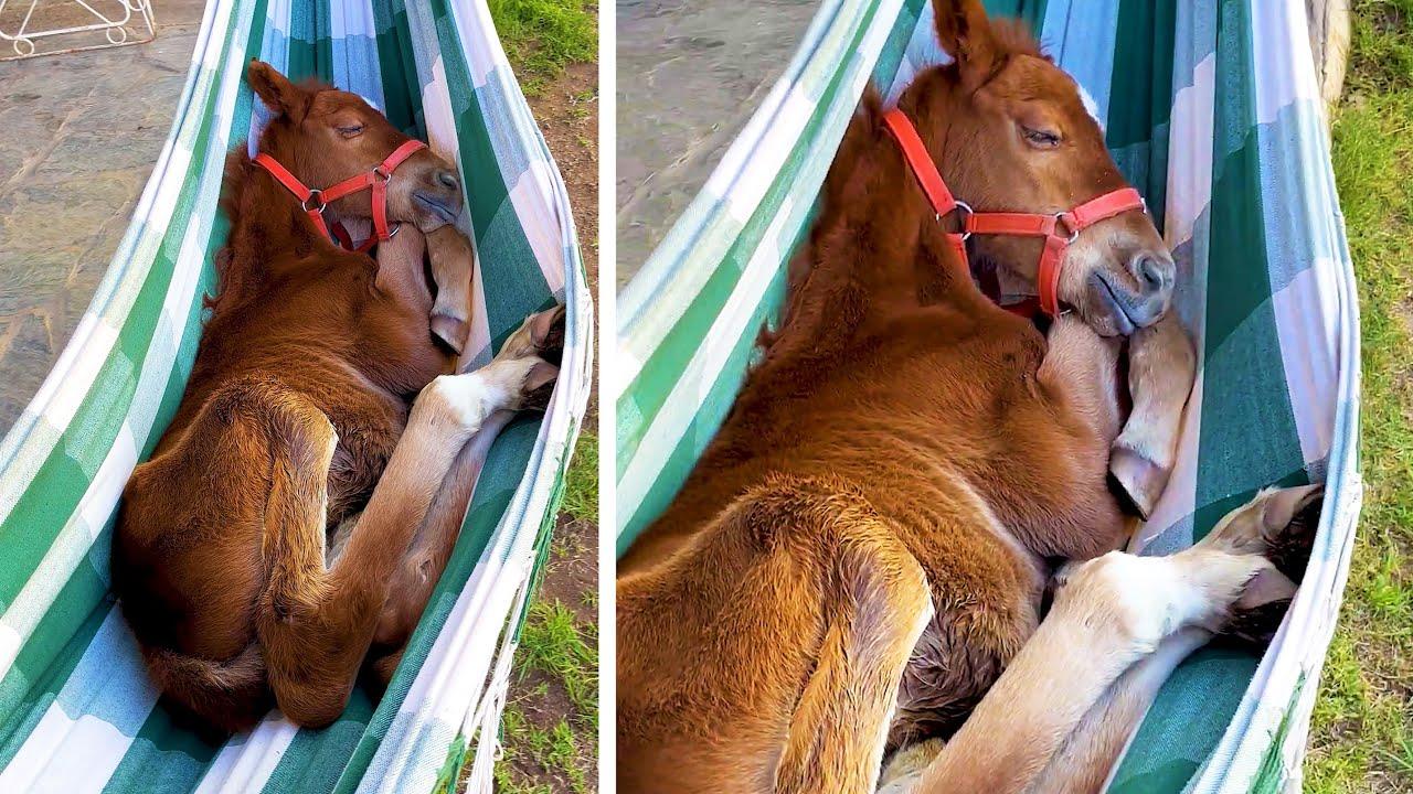 Embedded thumbnail for I migliori video del 2023 (Parte 118) || ✪ Stern DuTube - Video divertenti di animali