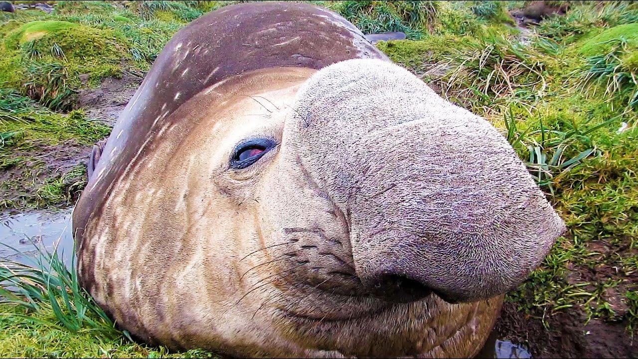 Embedded thumbnail for Die besten Videos Teil 42 || ✪ Stern DuTube - Video di gatti divertenti da non perdere