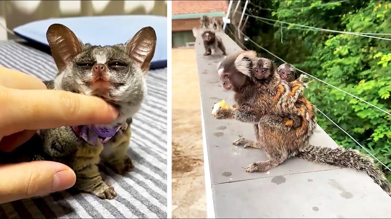 Embedded thumbnail for I 11 Migliori Video del 2025 con Gli Animali Più Divertenti su Stern DuTube