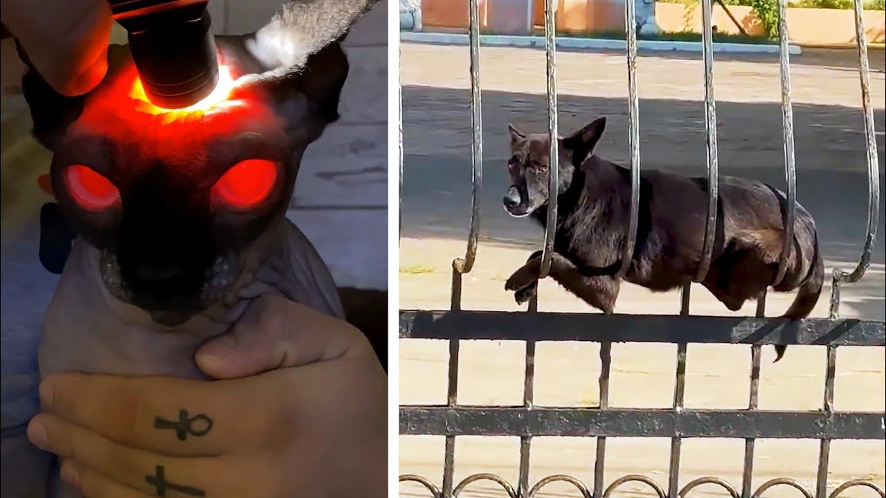 Embedded thumbnail for I migliori video del 2025 || ✪ Stern DuTube video virali