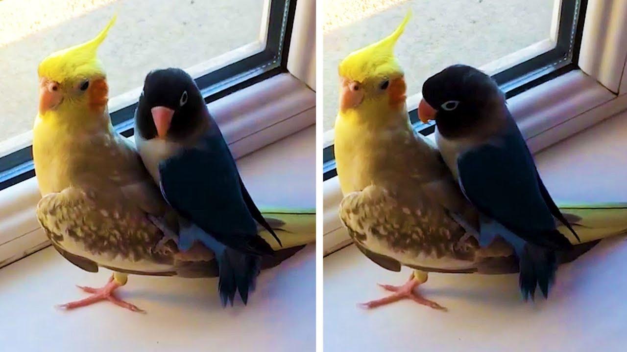 Embedded thumbnail for I Migliori Video di Tutti i Tempi || Parte 12 con MomentI Rari da Non Perdere