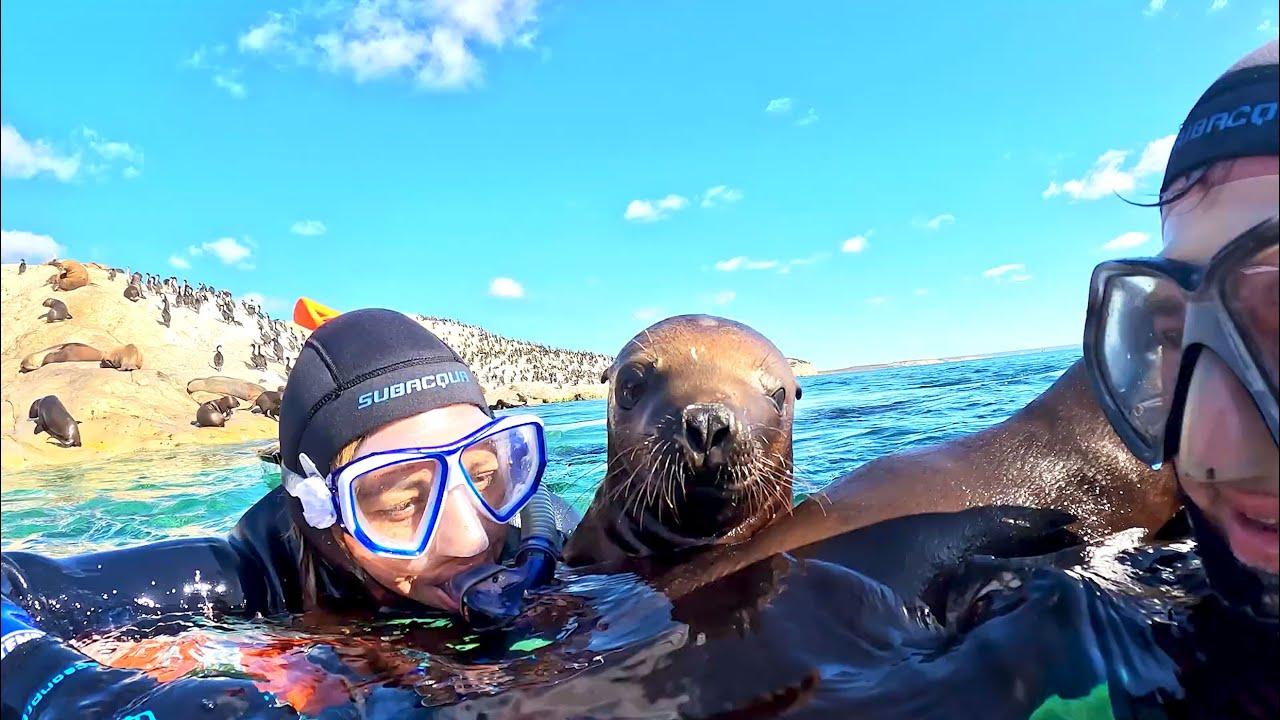 Embedded thumbnail for I migliori video del 2023 (Parte 71) || ✪ Stern DuTube - video virali di animali 2025