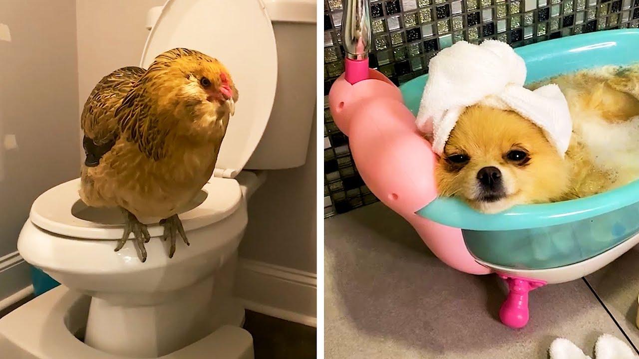 Embedded thumbnail for I migliori video del 2023 (Parte 7) || ✪ Stern DuTube: errori esilaranti da non perdere