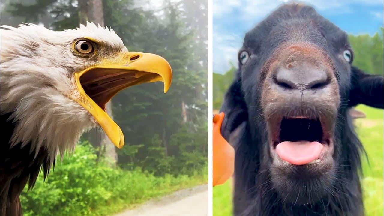 Embedded thumbnail for I 60 migliori video di tutti i tempi e video virali di animali 2025