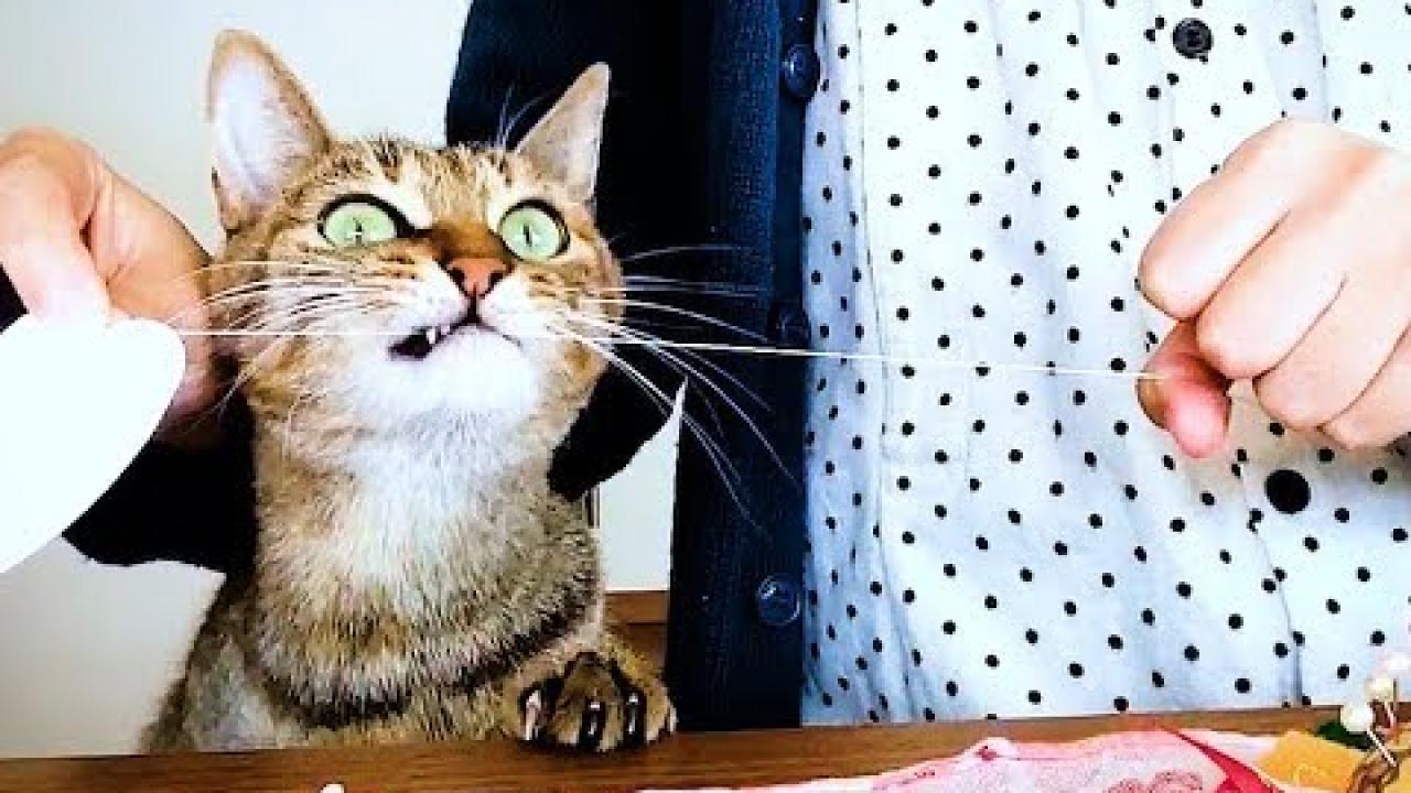 Embedded thumbnail for Süße und Lustige Tiervideos Teil 45 || Stern DuTube: Ungewöhnliche Momente erleben