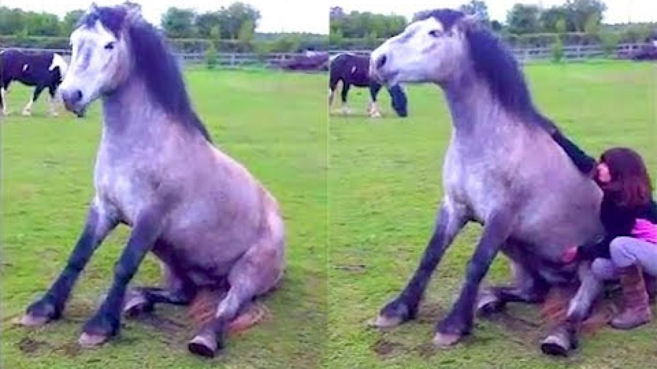 Embedded thumbnail for I Migliori Video Parte 52 || ✪ Stern DuTube: Video Virali di Animali 2025