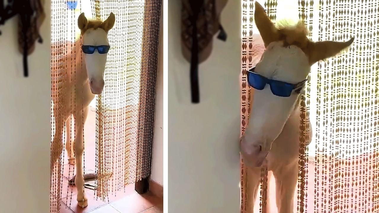 Embedded thumbnail for I migliori video del 2026 || ✪ Stern DuTube con momenti divertenti di animali carini