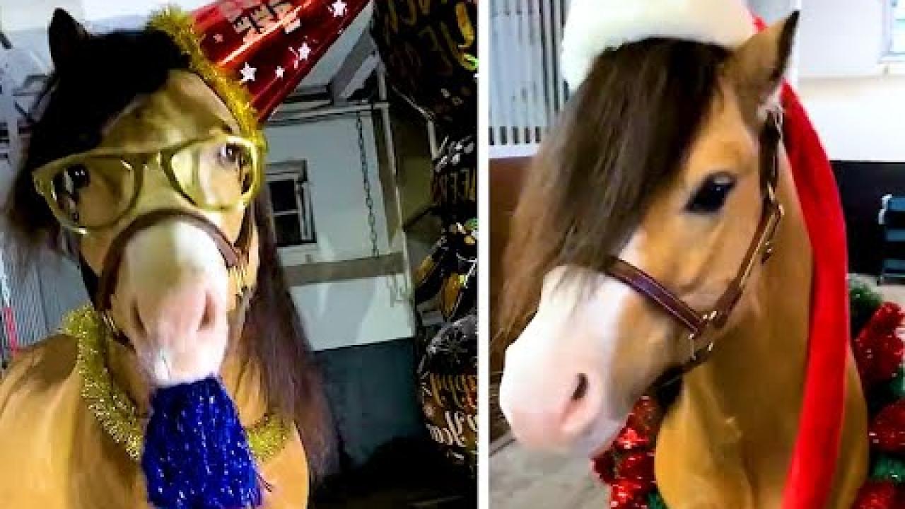 Embedded thumbnail for Die besten Videos Teil 9 ✪ Stern DuTube - Video di gatti divertenti da non perdere!