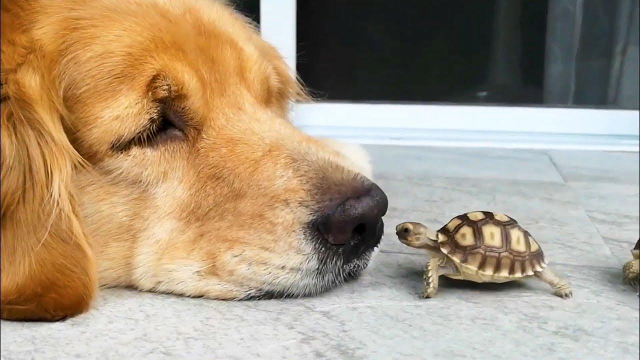 Embedded thumbnail for I migliori video di sempre || The Best Videos of All Time (Parte 48) migliori clip