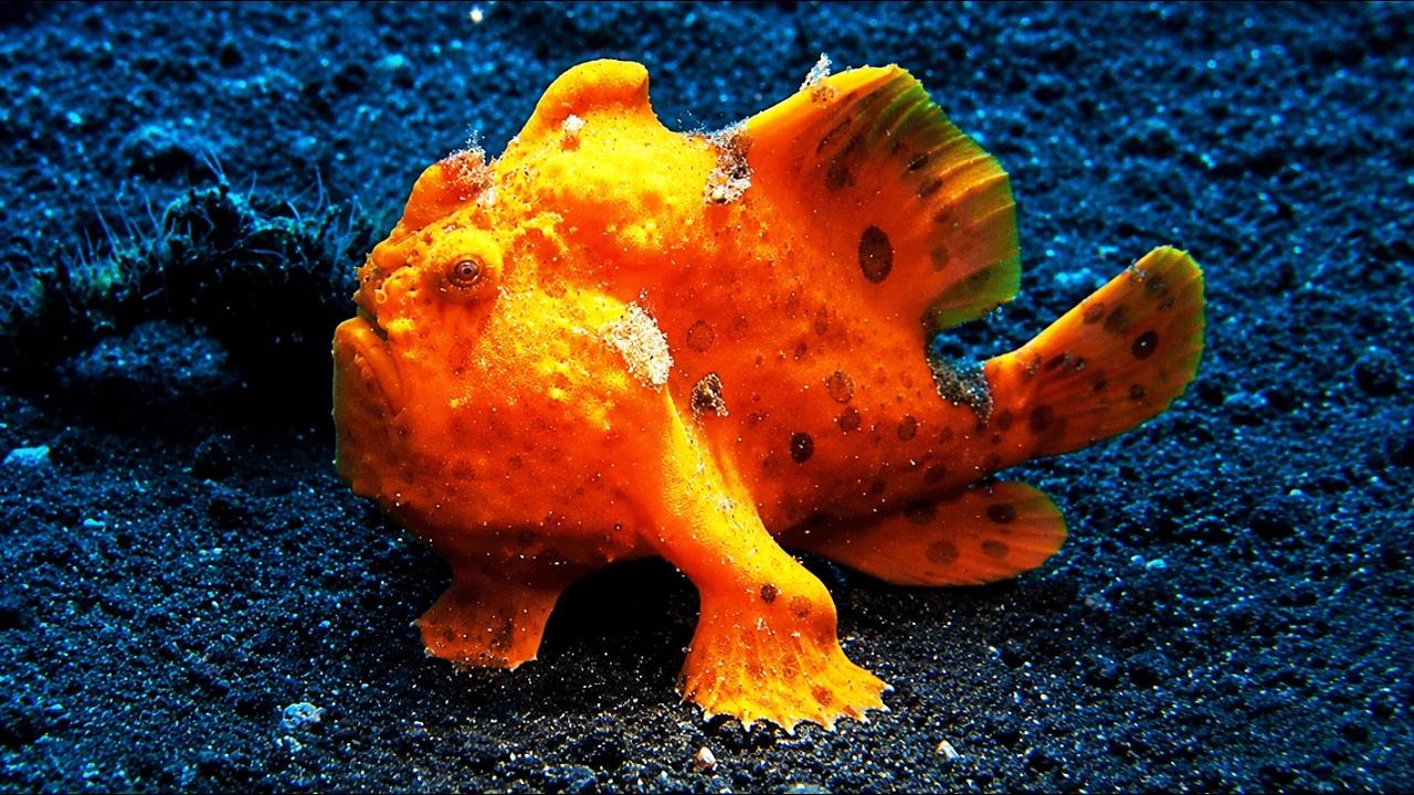 Embedded thumbnail for The Best Videos of All Time - Top 79 Must-See Clips and Funny Animal Videos