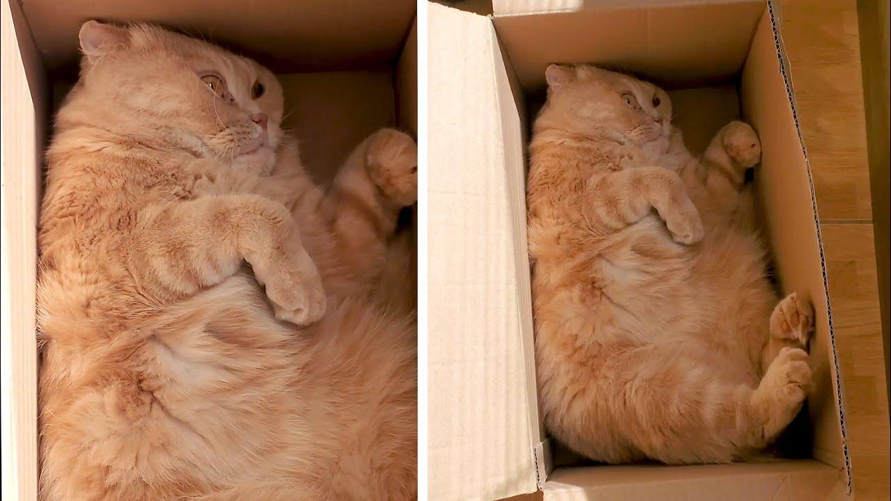 Embedded thumbnail for I migliori video del 2022 Parte 76 || ✪ Stern DuTube trucchi esilaranti di cani